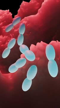 Acetobacter is a genus of aerobic, Gram-negative bacteria best known for converting ethanol to acetic acid, making them vital for vinegar production but also potential spoilage agents in other alcohol