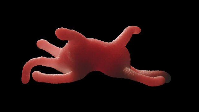 Amoeba proteus is a large, well-known species of single-celled amoeboid protozoan. 1  It is commonly found in freshwater environments like ponds and slow-moving streams