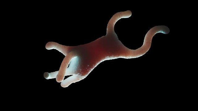 Amoeba proteus is a large, well-known species of single-celled amoeboid protozoan. 1  It is commonly found in freshwater environments like ponds and slow-moving streams