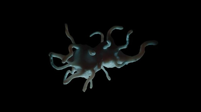 Amoeba proteus is a large, well-known species of single-celled amoeboid protozoan. 1  It is commonly found in freshwater environments like ponds and slow-moving streams