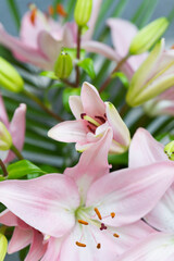 Blühende rosafarbene Lilien