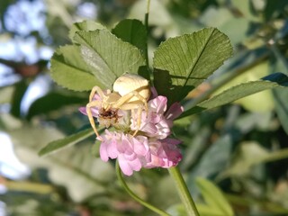 Yellow spider Camouflage or gold spider on flower than capturing the prey 