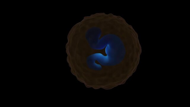 Basophils are a type of white blood cell and a granulocyte, characterized by their dark blue or purple-staining granules in the cytoplasm when viewed under a microscope