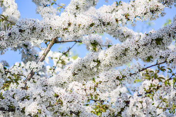 Cherry tree blossoming white flowers in spring