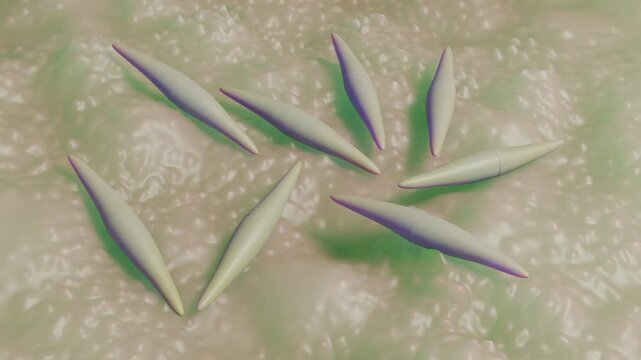 Closterium is a genus of crescent-shaped or elongated, solitary unicellular green algae known as desmids. These microscopic organisms are common in freshwater habitats worldwide.