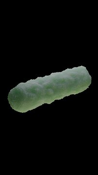 Escherichia coli is a gram-negative, facultative anaerobic, rod-shaped, coliform bacterium of the genus Escherichia that is commonly found in the lower intestine of warm-blooded organisms.