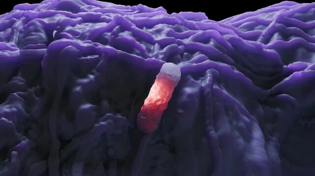 Escherichia coli is a gram-negative, facultative anaerobic, rod-shaped, coliform bacterium of the genus Escherichia that is commonly found in the lower intestine of warm-blooded organisms.