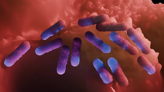 Escherichia coli is a gram-negative, facultative anaerobic, rod-shaped, coliform bacterium of the genus Escherichia that is commonly found in the lower intestine of warm-blooded organisms.