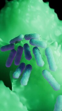 Escherichia coli is a gram-negative, facultative anaerobic, rod-shaped, coliform bacterium of the genus Escherichia that is commonly found in the lower intestine of warm-blooded organisms.