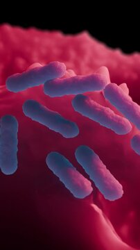 Escherichia coli is a gram-negative, facultative anaerobic, rod-shaped, coliform bacterium of the genus Escherichia that is commonly found in the lower intestine of warm-blooded organisms.