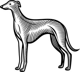 Fototapeta premium Elegant greyhound illustration vintage black and white artistic drawing of sleek dog