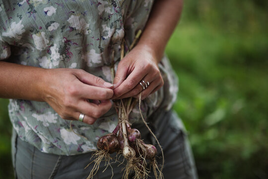 Midsection of woman tying bunch of garlic