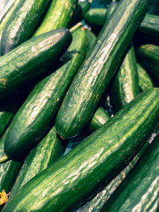 large fresh cucumbers at the market
