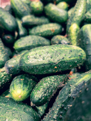 fresh small cucumbers in the market