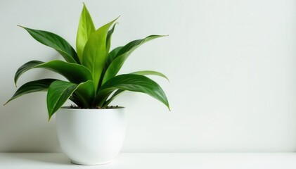 Dracaena Marginata in white pot Lush green foliage Home decor , indoor, growth