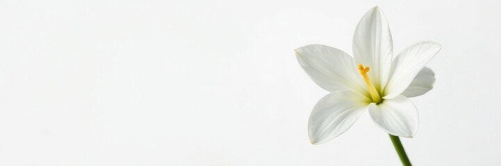 Fototapeta premium Elegant single white freesia blossom, pure white background, wedding, closeup