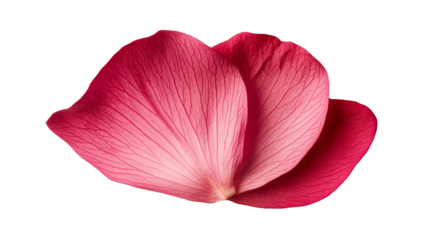 Pink petals overlapping on black background, close-up, macro, cut out transparent