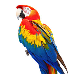 Naklejka premium Vibrant Scarlet Macaw on Black Background on a white background.