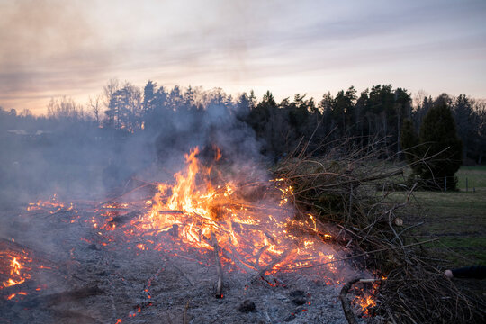 Dry branches of trees burning in bonfire