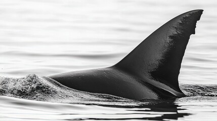 Fototapeta premium Massive Shark Fin Rises From Water in Striking Black and White Contrast