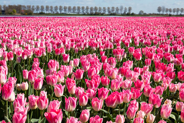 Deze paarse in volle bloei staande tulpen worden gekweekt door de bollenkweker voor de bloembol