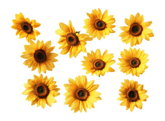 PNG Sunflowers floating around background vibrant petals.