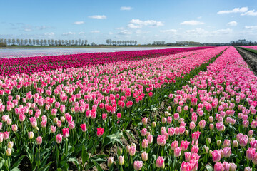 Deze paarse in volle bloei staande tulpen worden gekweekt door de bollenkweker voor de bloembol