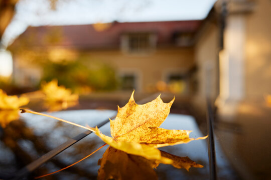 Close-up of maple leaf