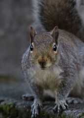 Squirrel, closeup