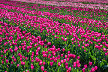 Deze paarse in volle bloei staande tulpen worden gekweekt door de bollenkweker voor de bloembol