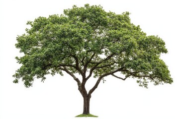 A large green tree with a wide and open canopy stands alone