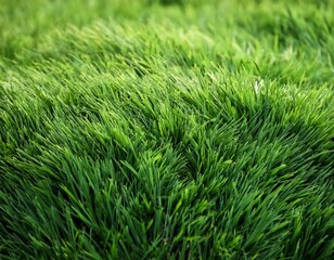 Fototapeta premium Background of a green grass 
