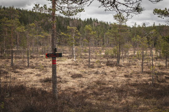 Forbidden tree area near forest