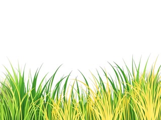Lush Green Grass Background with Blank Space for Design