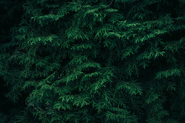 A close up of green White Cedar Thuja branches
