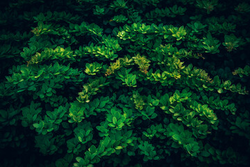 A close up of dark green Barberry bush leaves texture