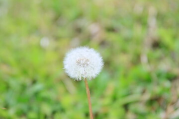 タンポポの綿毛