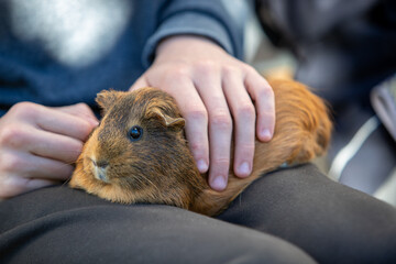 Cochon d'inde posé sur les genoux d'un adolescent assis, qui reçoit des caresses sur son dos....
