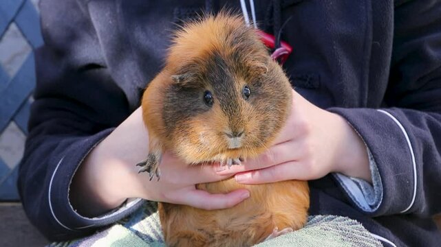Cochon d'inde entre les mains d'une adolescente qui tends les bras. Sc&egrave;ne en ext&eacute;rieur, &agrave; l'ombre. Animal en confiance.