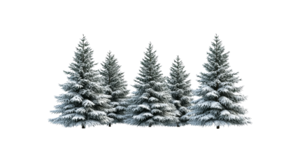 Snow-Covered Spruce Trees in a Winter Forest, cut out transparent