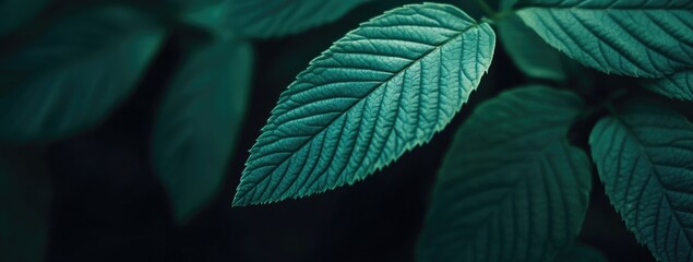 Fototapeta premium Deep Forest Leaves