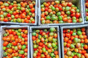 Close-up of Fresh and Ripening Tomatoes in a Basket, Tomatoes Harvest