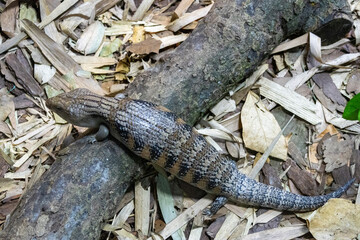 Blue-tongued skink the Singapore Zoo