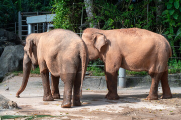Fototapeta premium Singapore zoo elephant in enclosure area