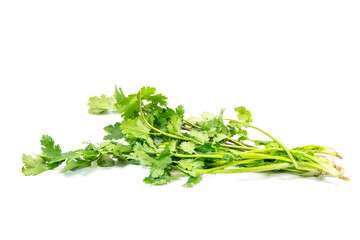 Green and fresh coriander isolated