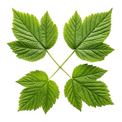 Fototapeta premium Four-leaf clover isolated on transparent background