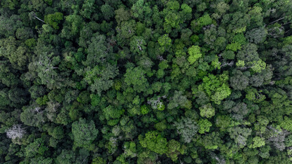 Forest and tree landscape texture abstract background, Top view forest atmosphere area, Texture...