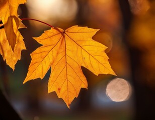 Close-up of a yellow autumn leaf. A bright orange tree changes with a blurred bokeh backgrou.