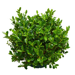 Fresh Green Boxwood Plant in Pot with Dense Leaves Ideal for Landscapes and Interiors