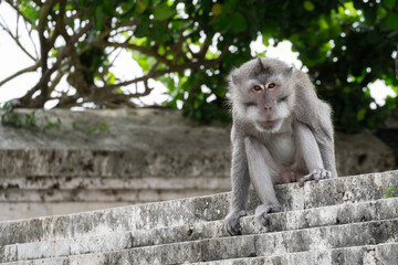 Fototapeta premium Long-tailed macaque, macaca fascicularis, monkey on over Indian Ocean in Uluwatu Temple, Bali, Indonesia.